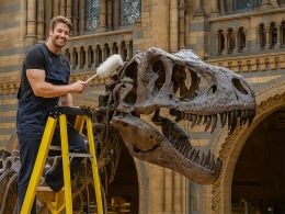 Fibreglass Step Ladder