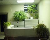 Green office with plants