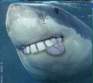 shark-teeth-4
