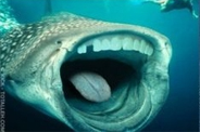 shark-teeth-5