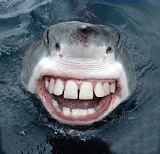 shark-teeth