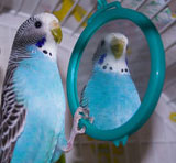 budgie-mirror