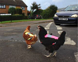 Chicken_hi_vis_jacket_car