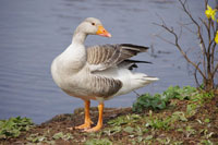 Greylag-Goose