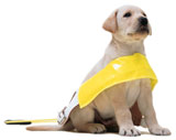 guide-dog-puppy